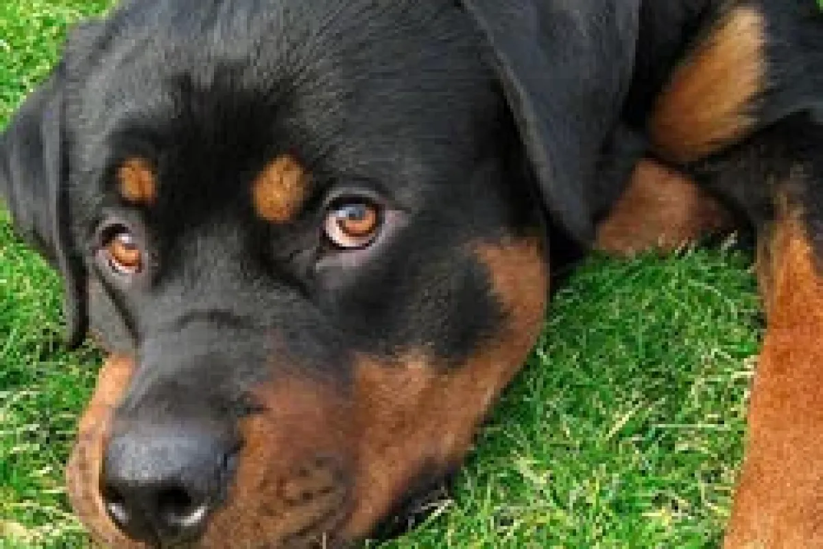 Sokak köpekleri için ilginç eylem