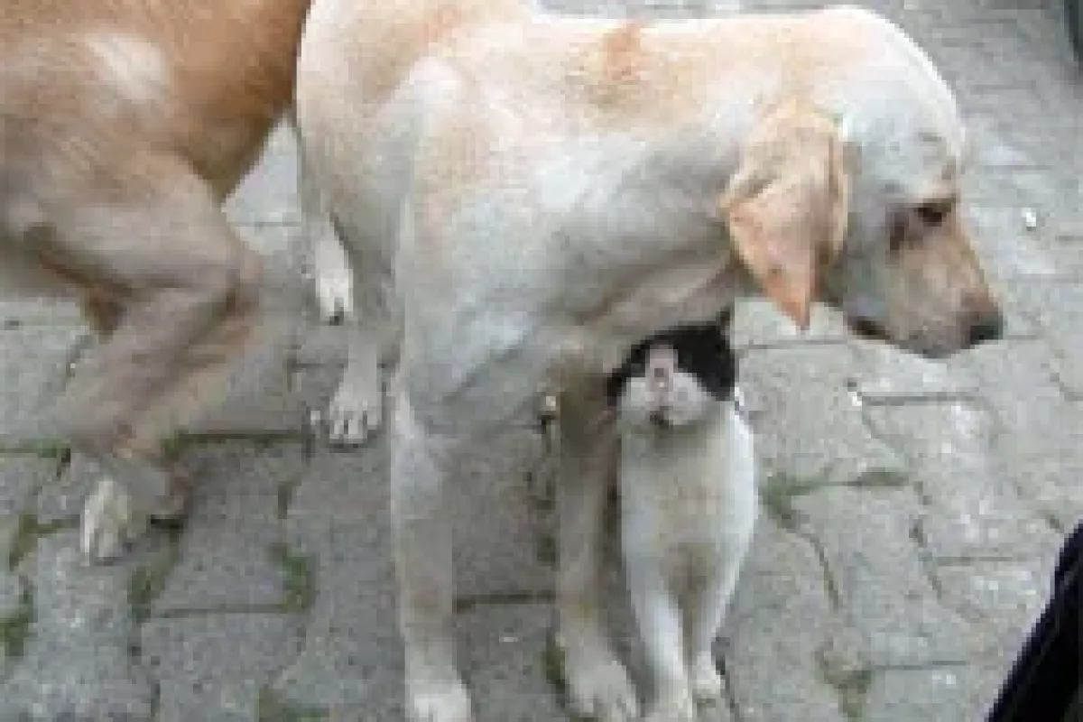 Tarihi düşmanlar şimdi sıkı dost