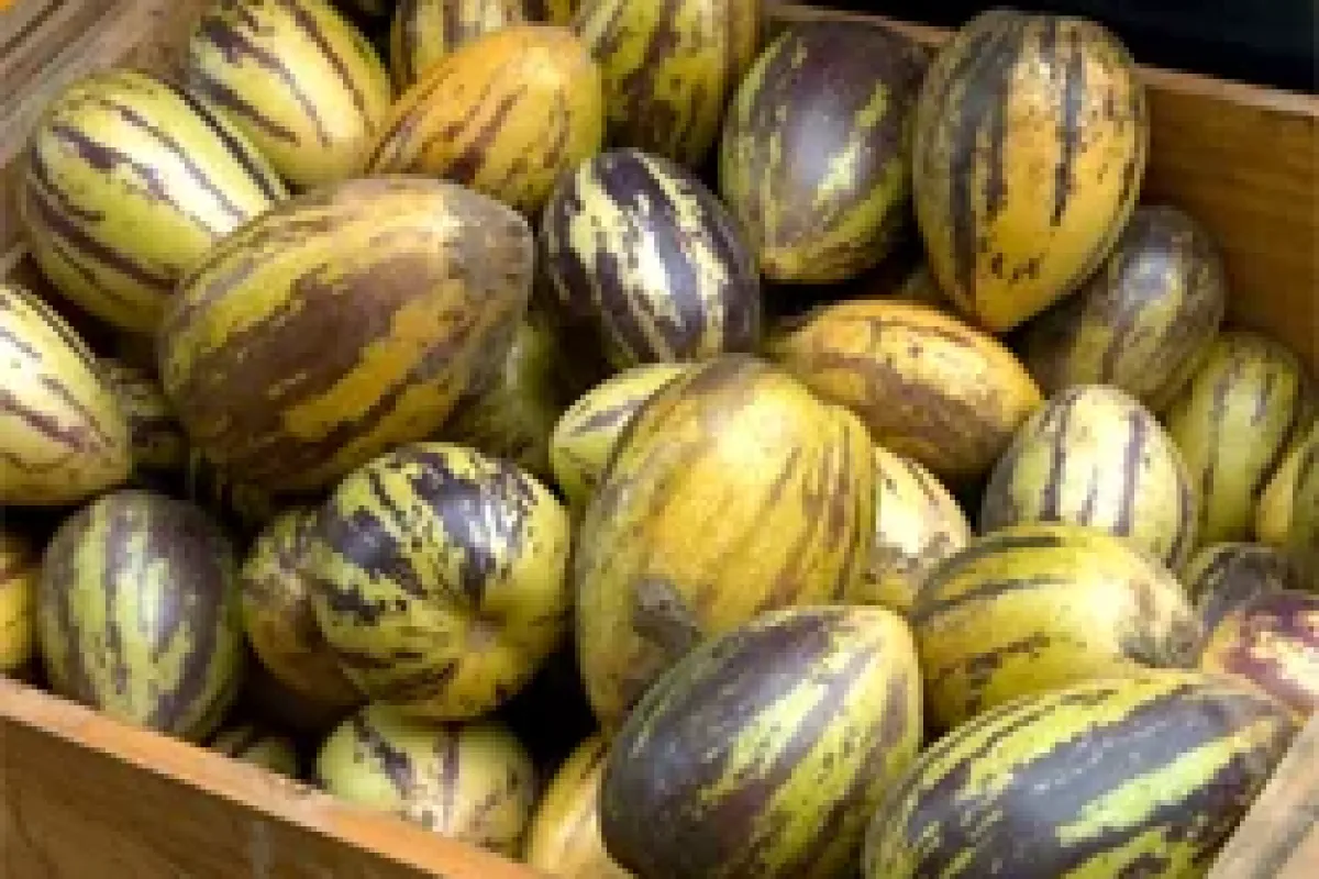 Pepino Kastamonu'da yüz güldürdü