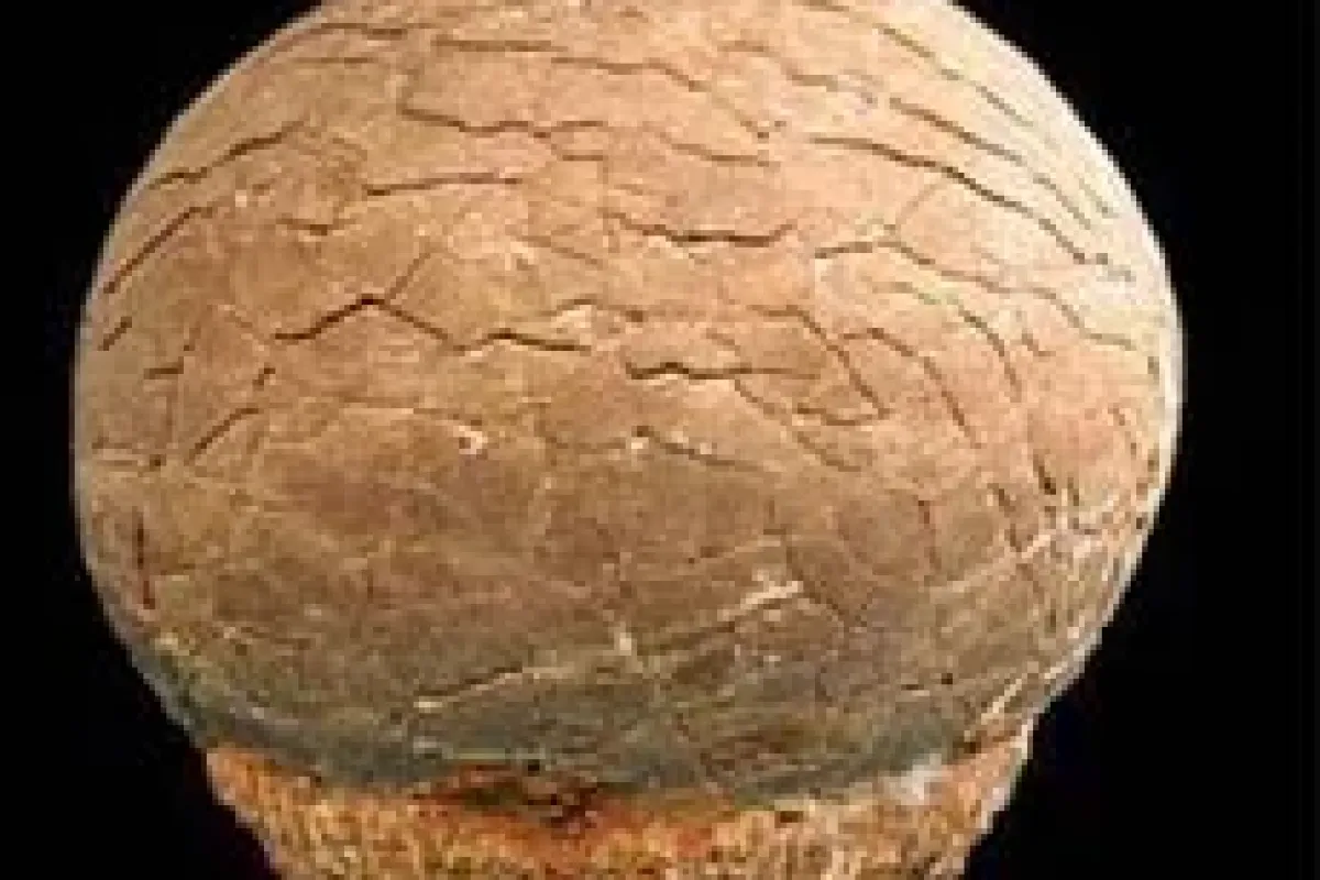 65 milyon yıllık dinozor yumurtası