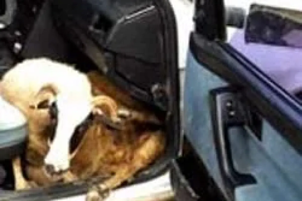 Otomobilden çalıntı 9 koç çıktı