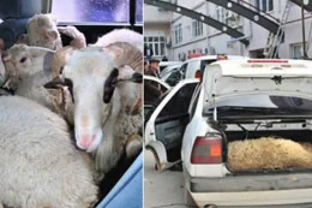 4 kişi ve 9 koç bir otomobilde!