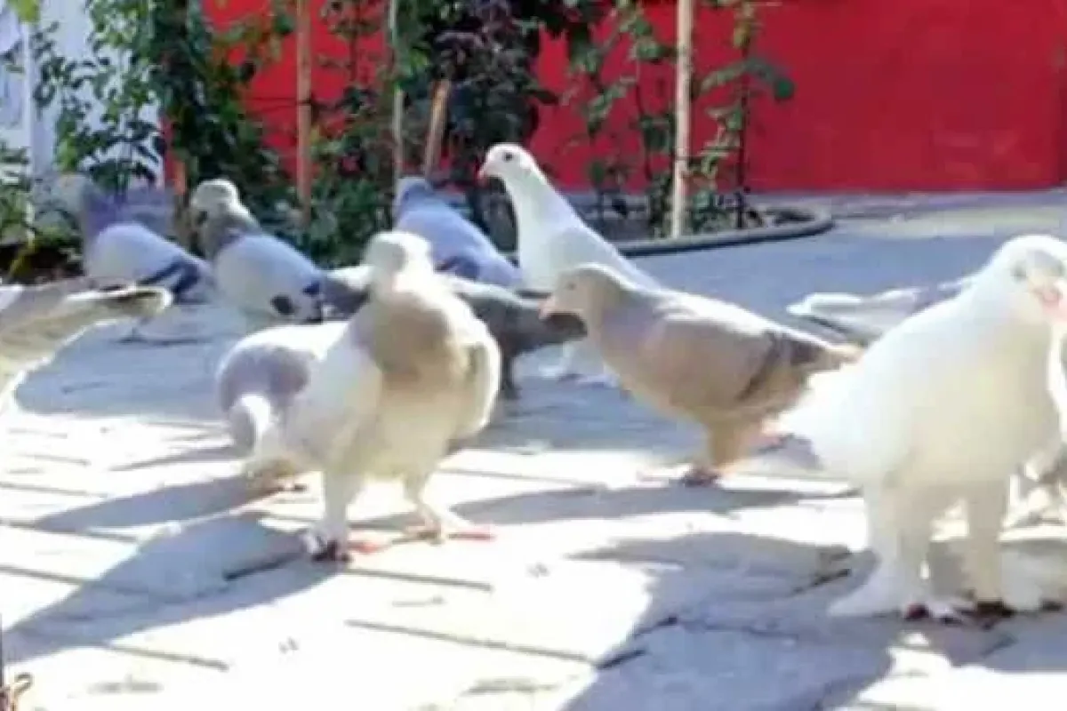 Kafesten 12 Bin Liralık Kuş Çaldılar
