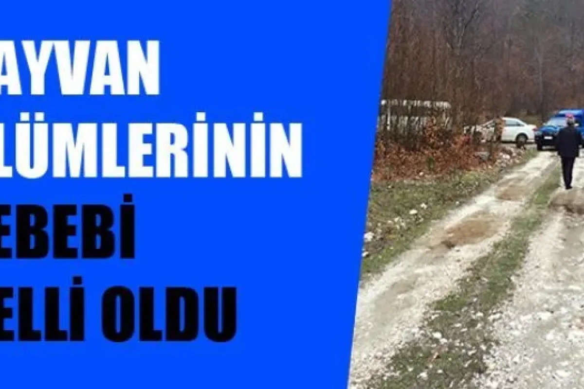 Hayvanların Ölüm Sebebi Belli Oldu