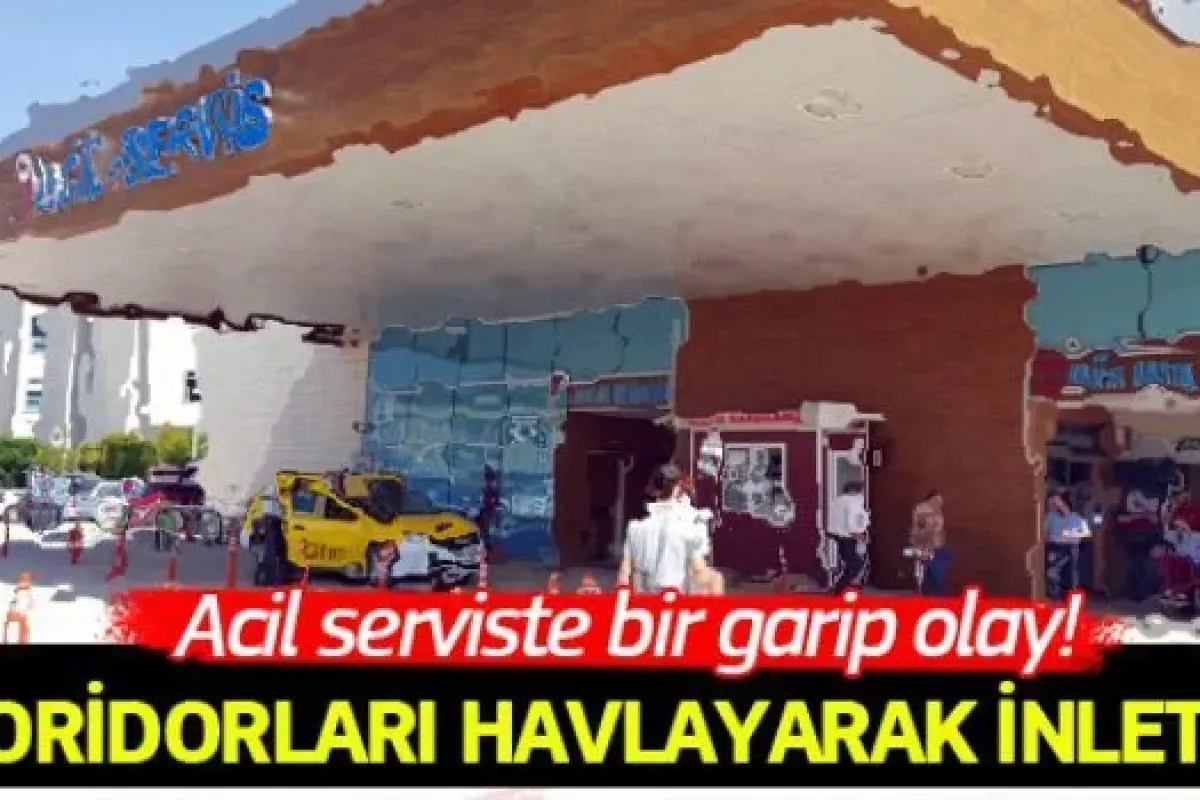 Hastane koridorlarını havlayarak inletti!