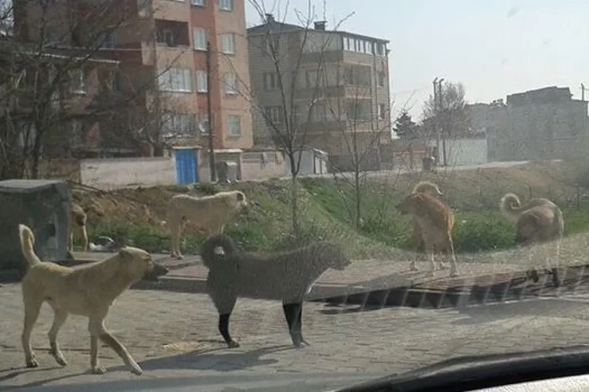 Sokak Köpekleri İnegöllüleri Tedirgin Etmeye Başladı