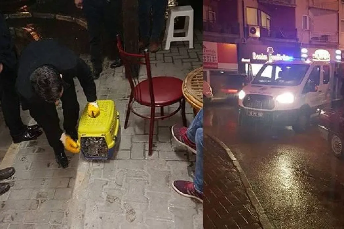 Yaralı Kediye Vatandaşlar Seferber Oldu