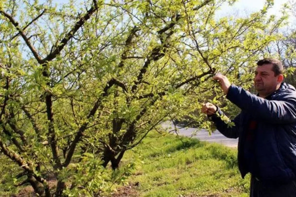 Şeftali Yine El Yakacak; Üretici Mağdur