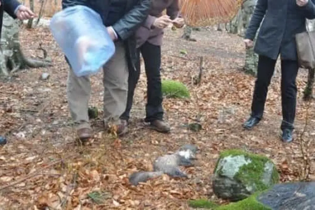 İnegöldeki Hayvan Ölümlerine Flaş Rapor