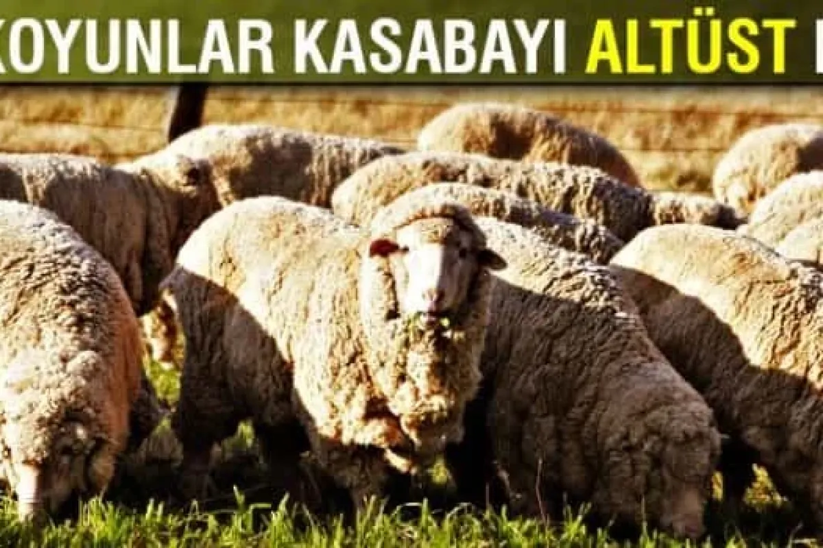 Esrar yiyen koyunlar kasabayı altüst etti