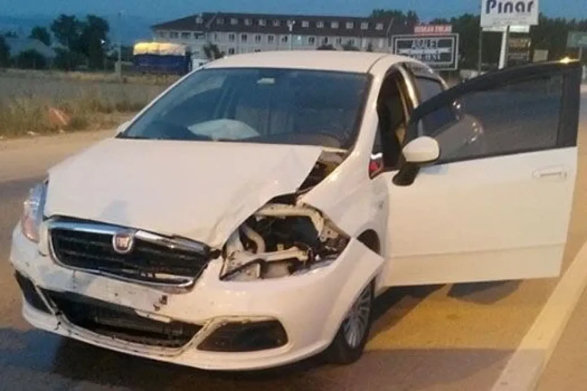 Köpekler Kazaya Neden Oluyor
