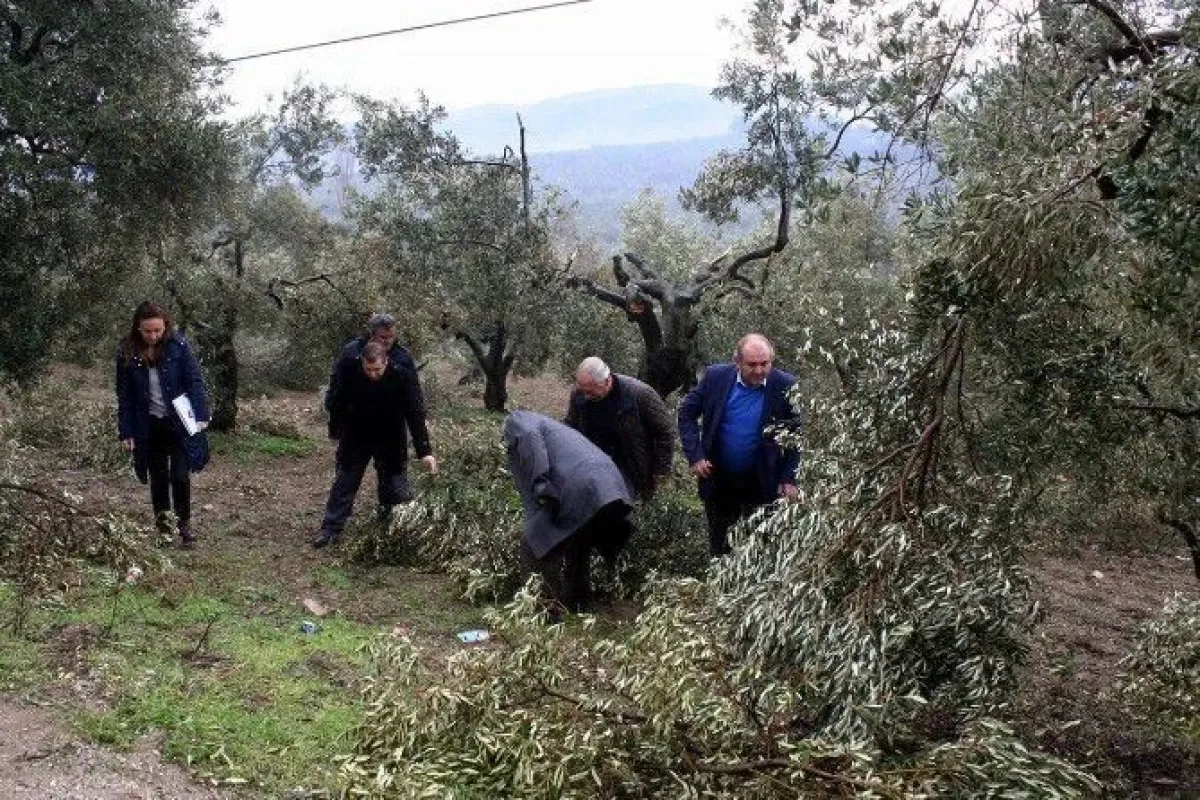 Kar zeytin ağaçlarını budadı