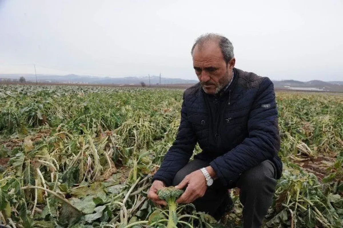 Lahana pazarda 7 lira, tarlada 35 kuruş