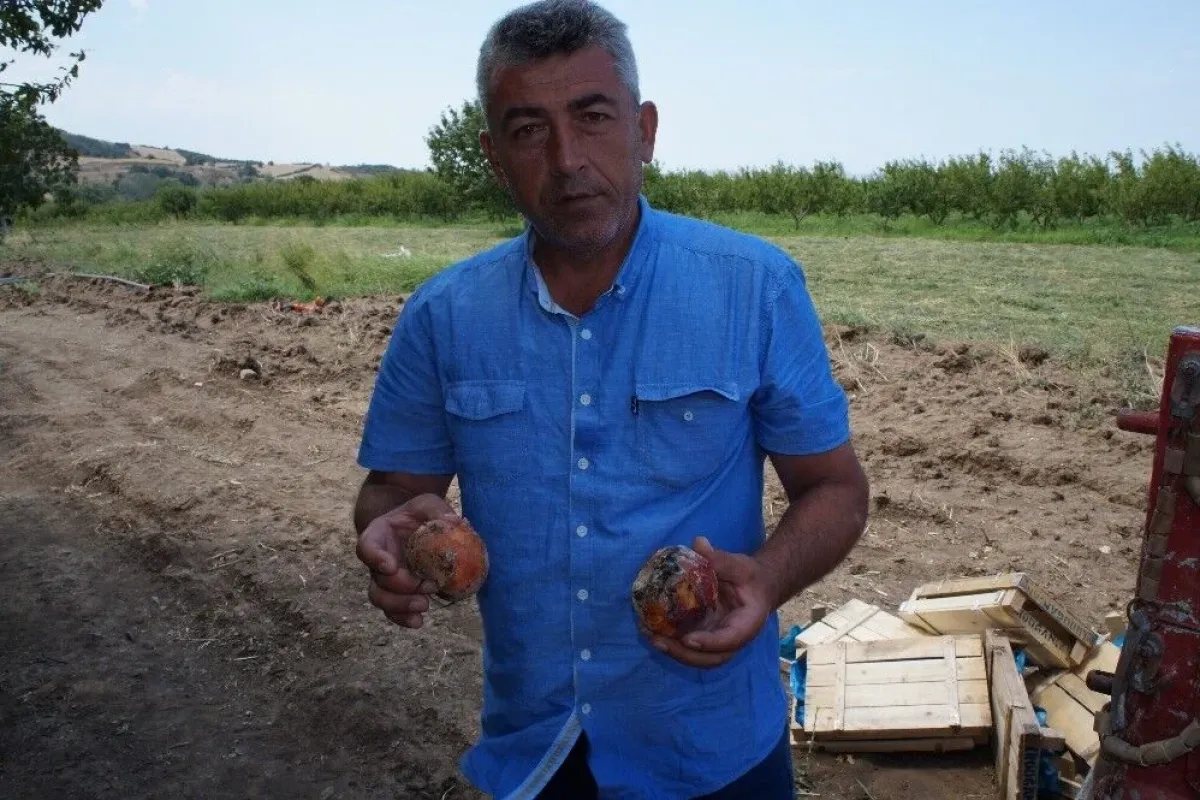 Tonlarca şeftali çöpe dökülüyor