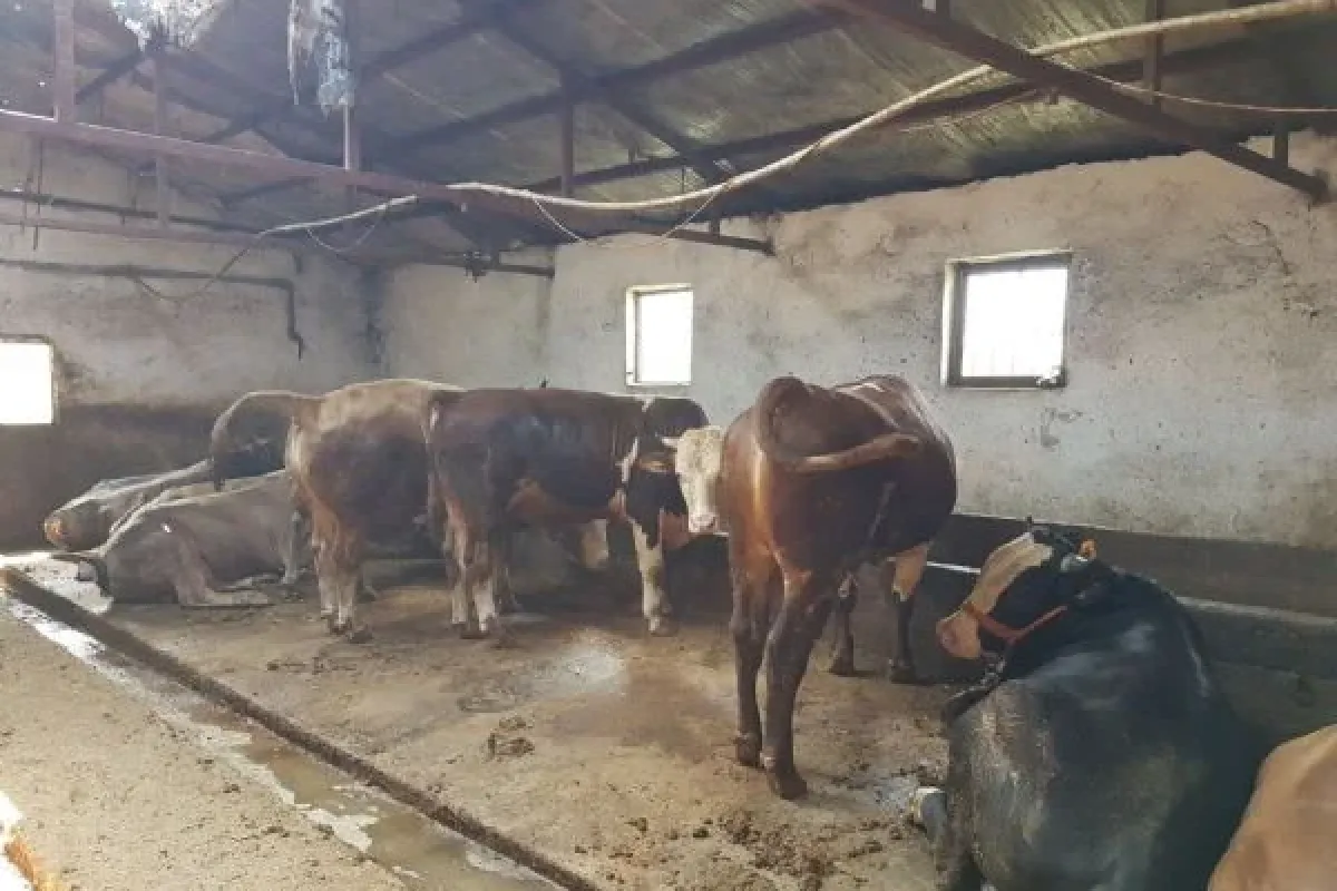 İşte İnegölde kurbanlık fiyatları