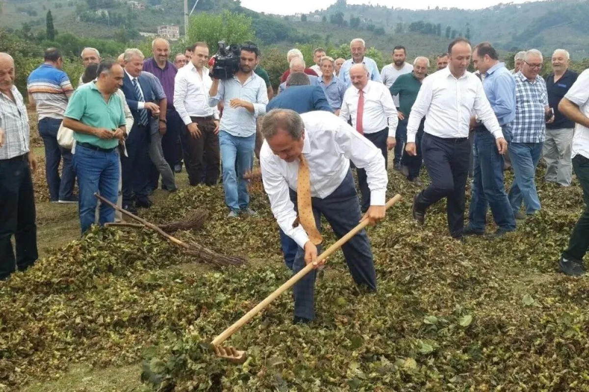 CHPli Torun: Lütfen fındık üreticisine sahip çıkın"
