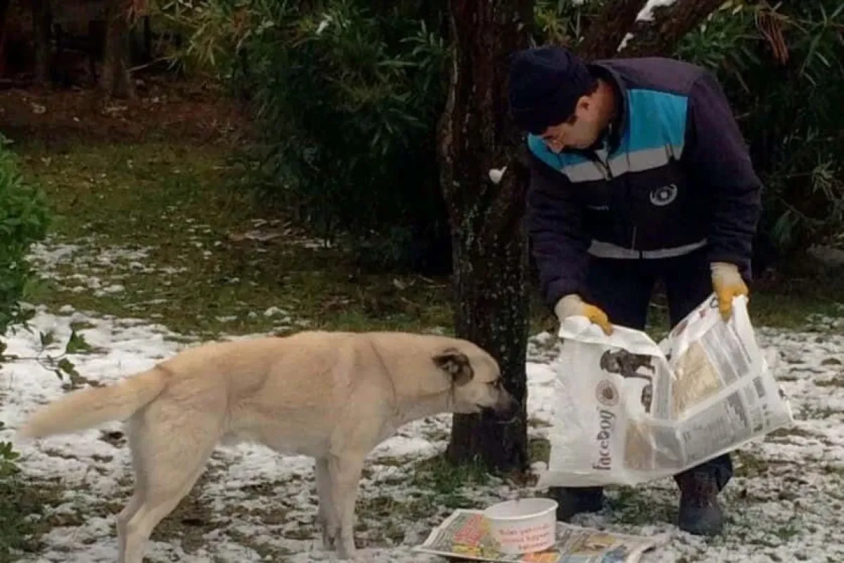 Sokak hayvanlarına 4 ton yem