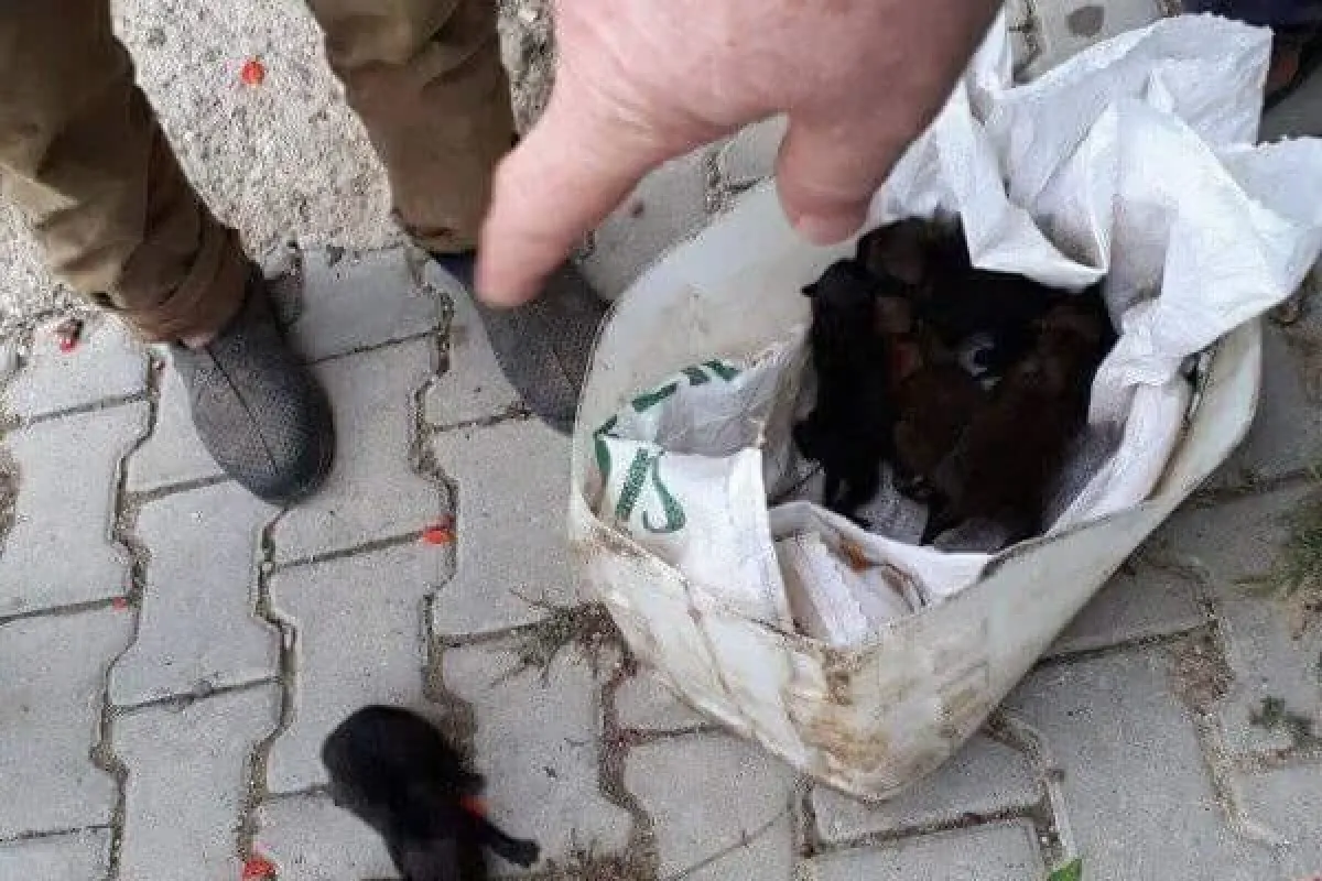 Balıkesirde bulunan kurt yavruları Bursada koruma altına alındı.