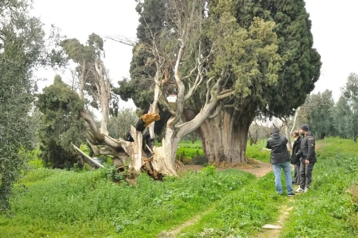 Arıları kovmak için 700 yıllık ağaçları yakıp, kestiler