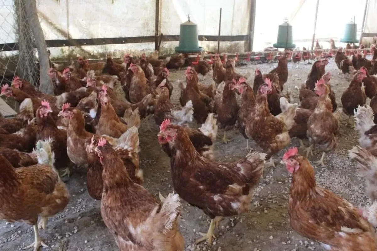 Tavuklar Müslüm Baba ile kavgayı bıraktı, yumurtlamaya başladı