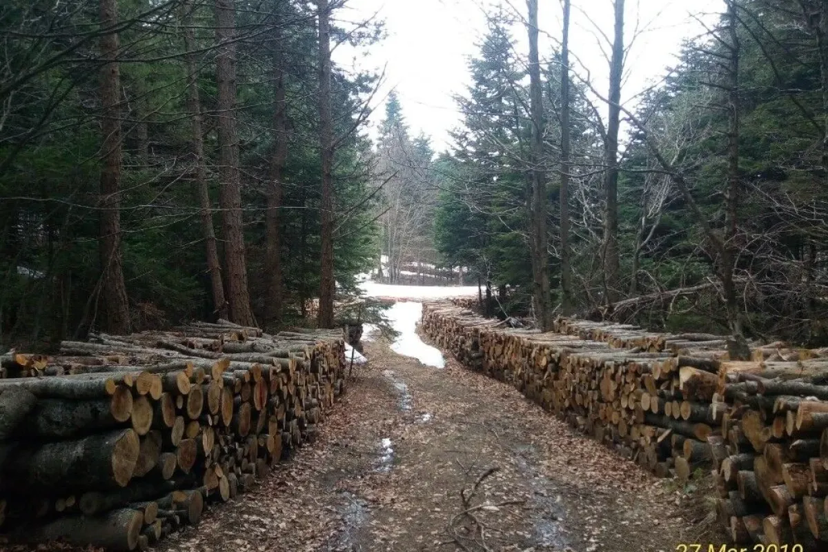 Uludağda yol bahanesiyle ağaç kesilmesine tepki