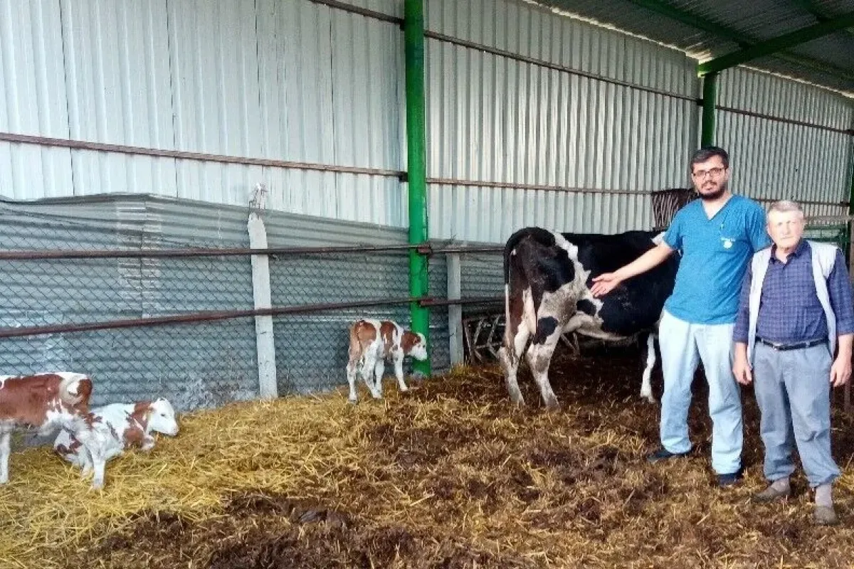 Üçüz buzağılar görenleri hayrete düşürdü