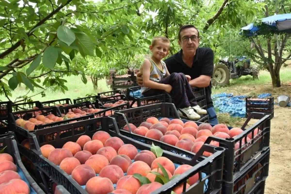 İnegöl şeftalisinde hasat başladı