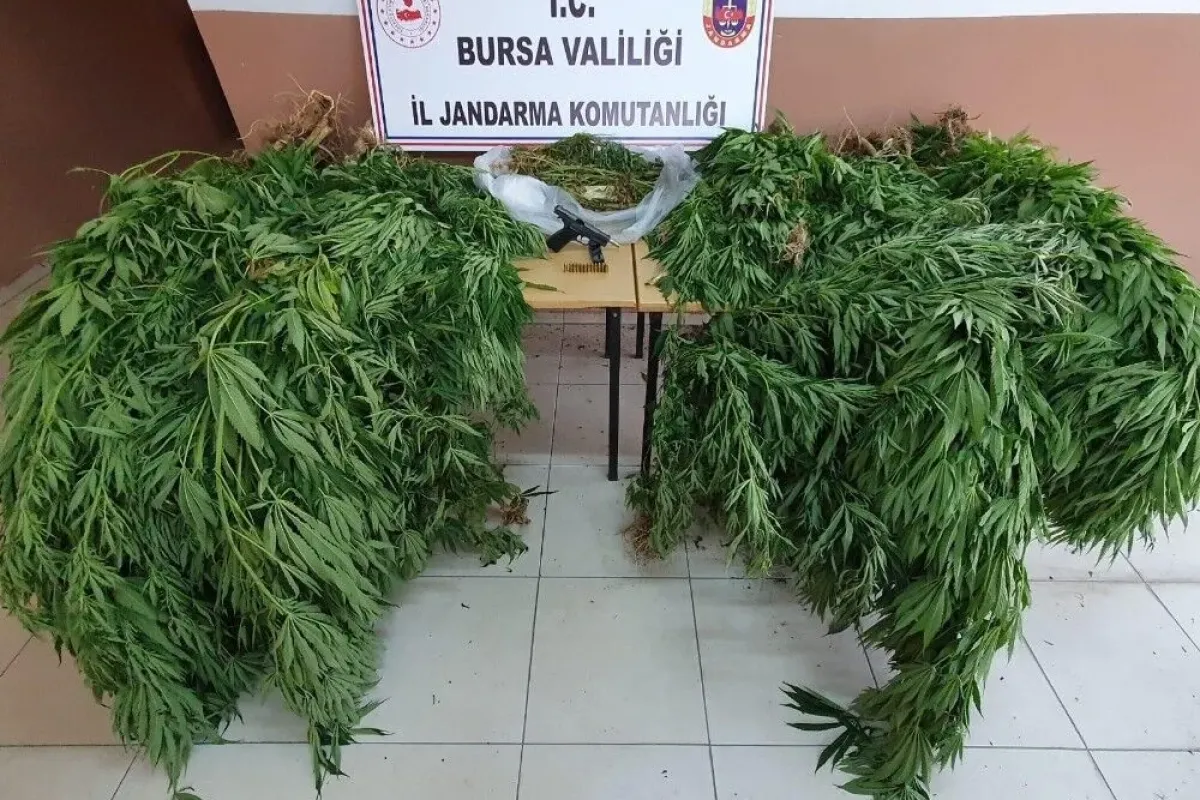20 yıl hapis cezası bulunan şüpheli ormanlık alanda esrar tarlasında yakalandı