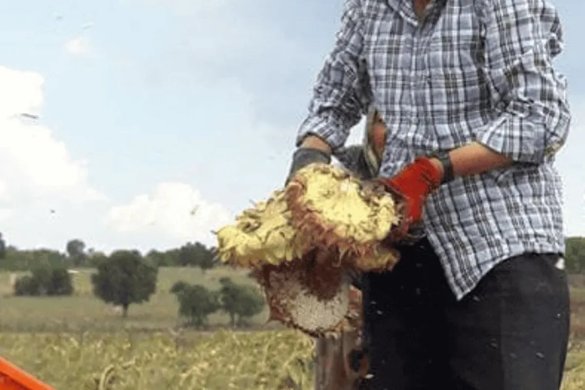 Traktörün altında kalan çiftçi hayatını kaybetti
