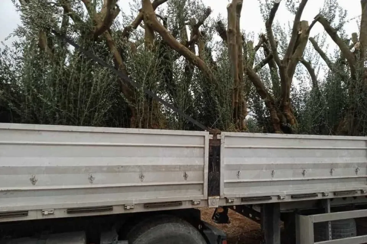 İznikte tarihî satış...