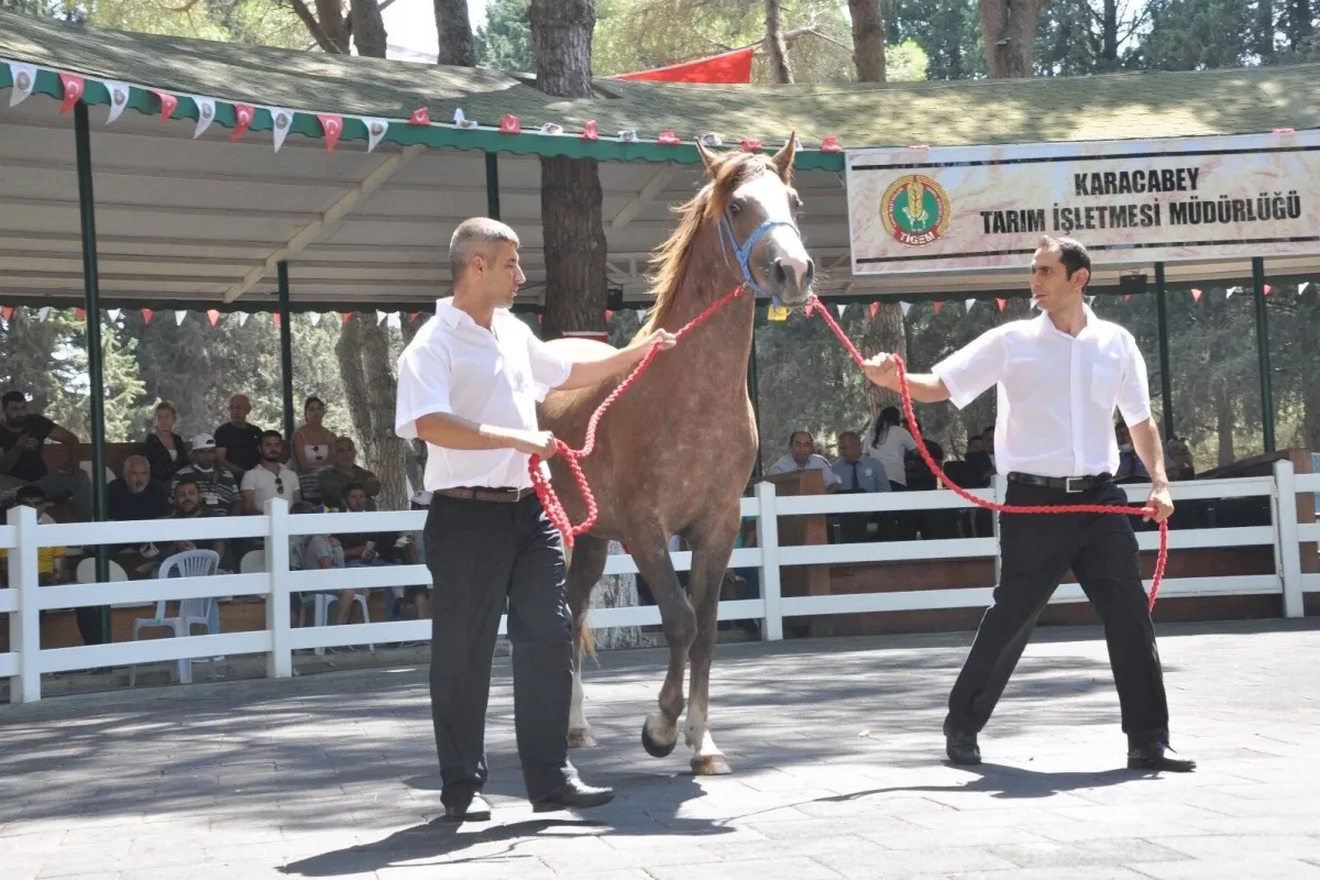 TİGEM tay satışından tek seferde 3 milyon 112 bin TLlik gelir elde etti