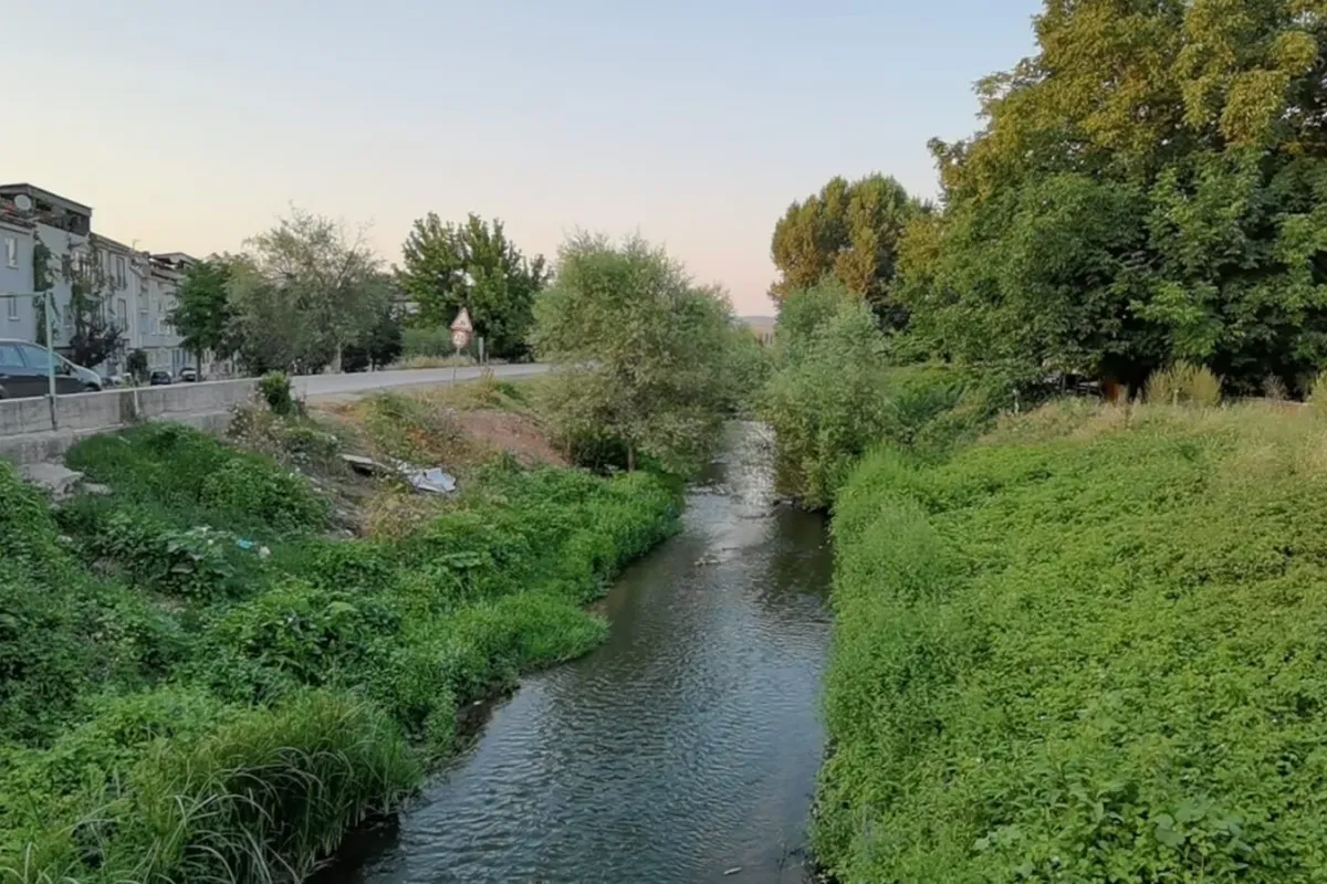 Bursada balık ölümleri