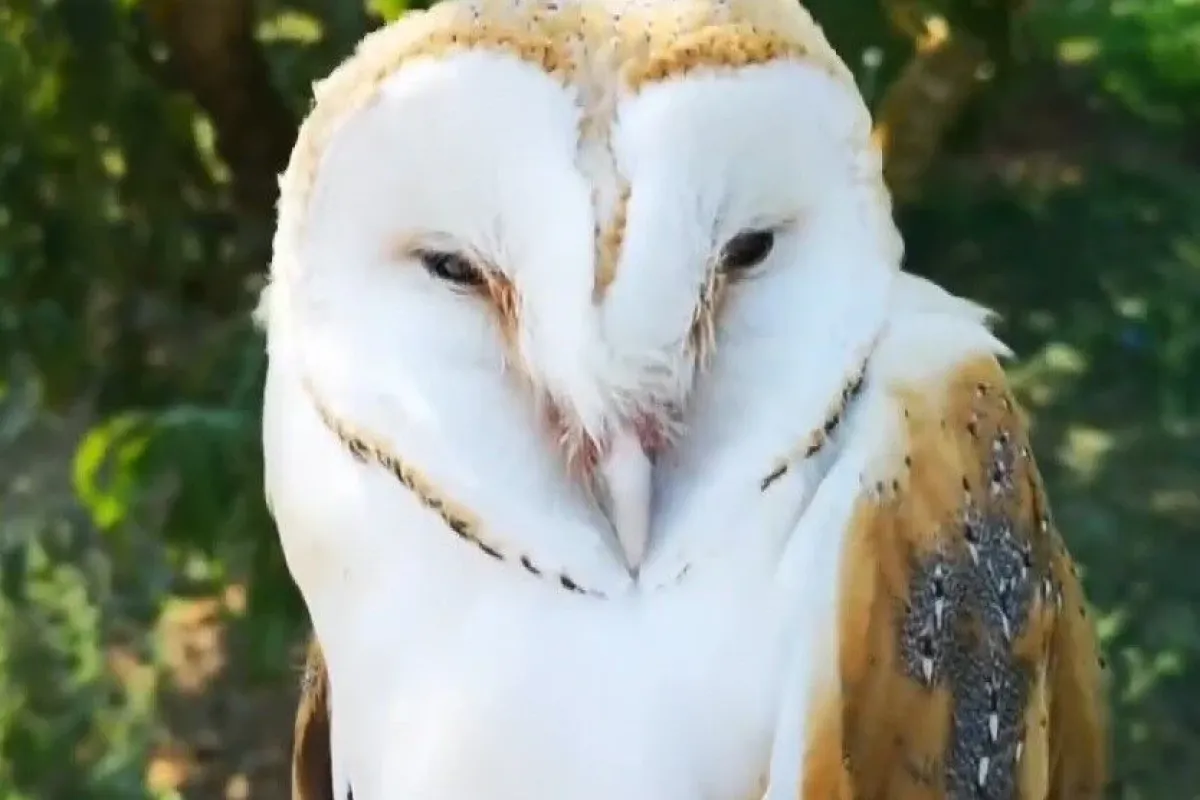 Evin içine baykuş girdi, herkes kaçtı, o kurtardı