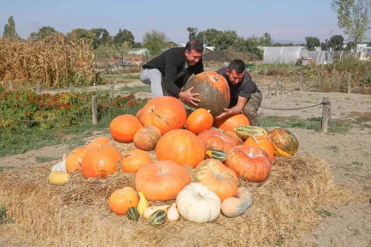 Kent Bostanlarında kabakların görsel şöleni