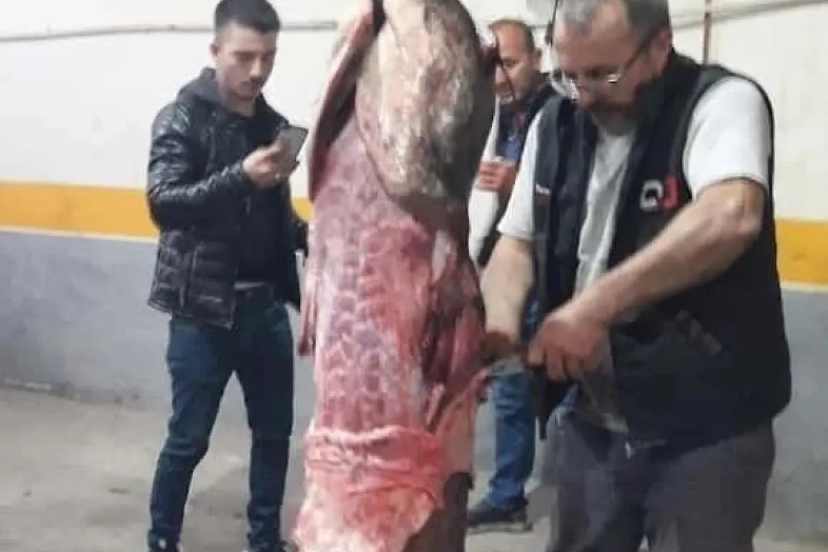 Kirmastiden dev çıktı