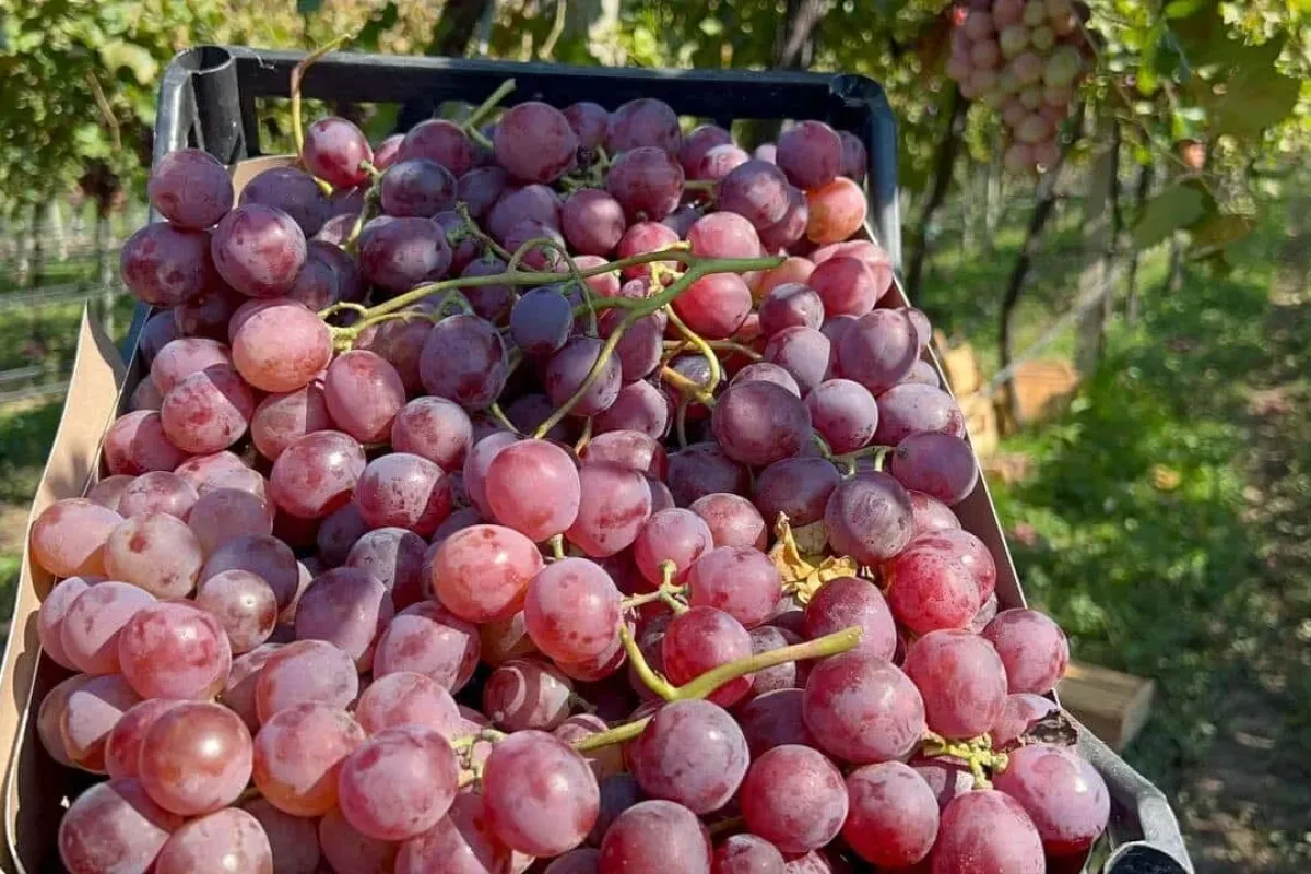 İznikte "red globe" fırtınası