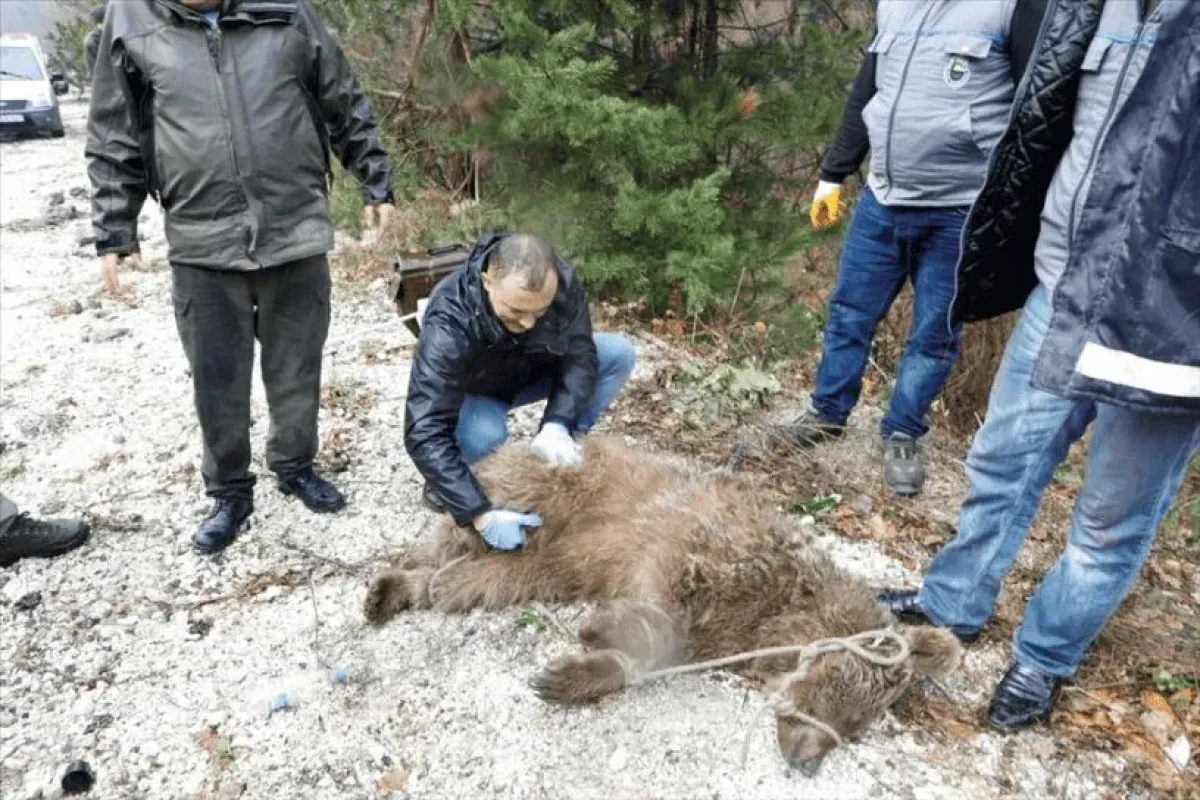 İnegölde ayı operasyonu