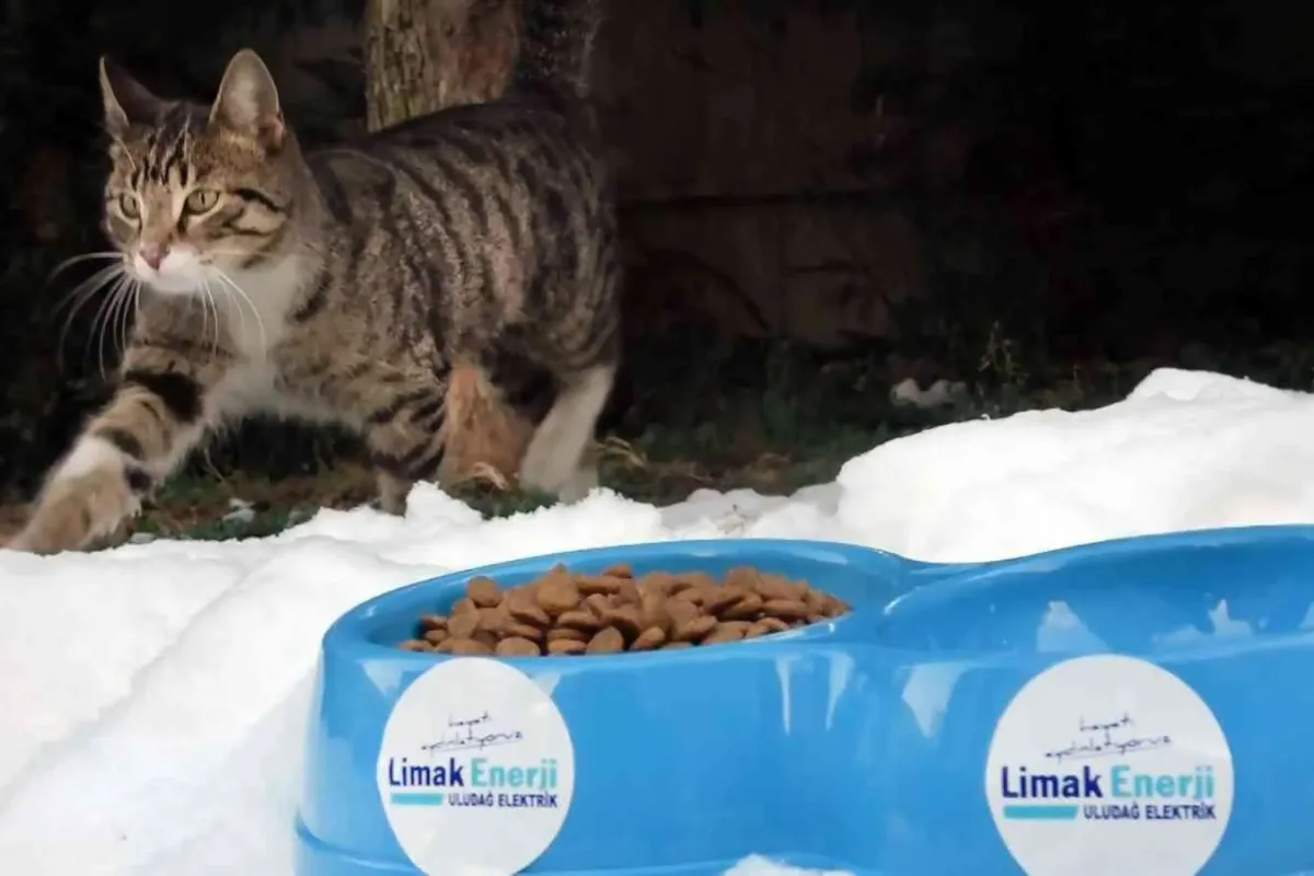 Limak, sokak hayvanlarını unutmadı