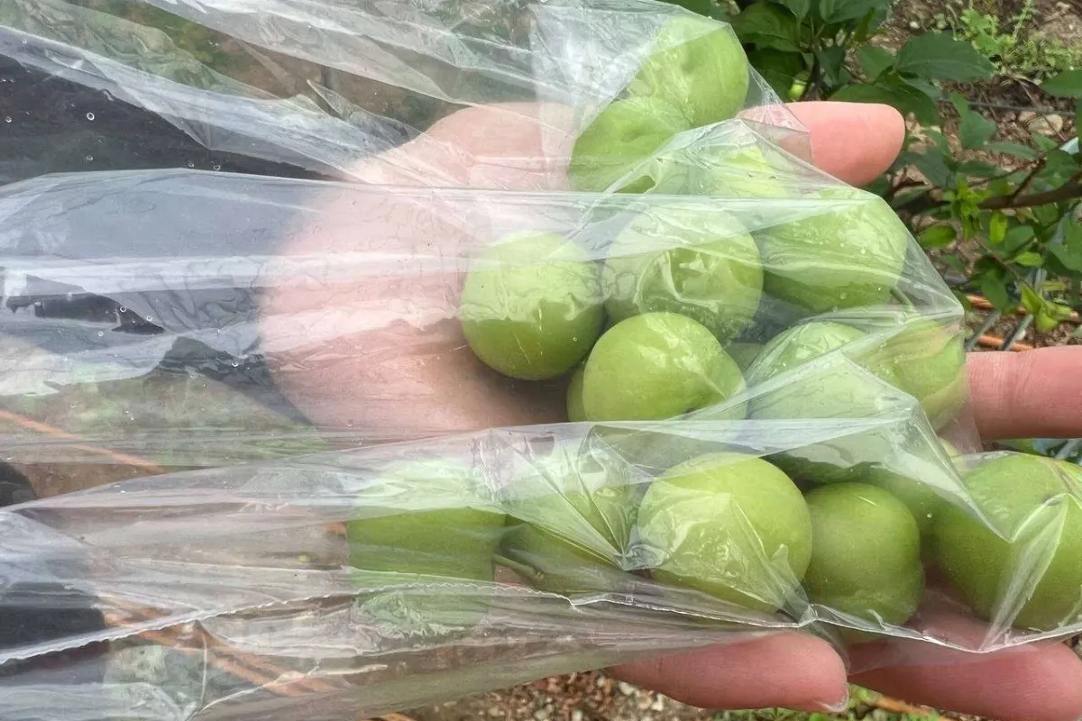 Kilosu 2 bin lira olan papaz eriği Arap şeyhlerinin gözdesi