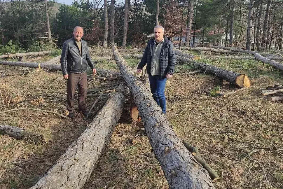 Bursada ağaç katliamı
