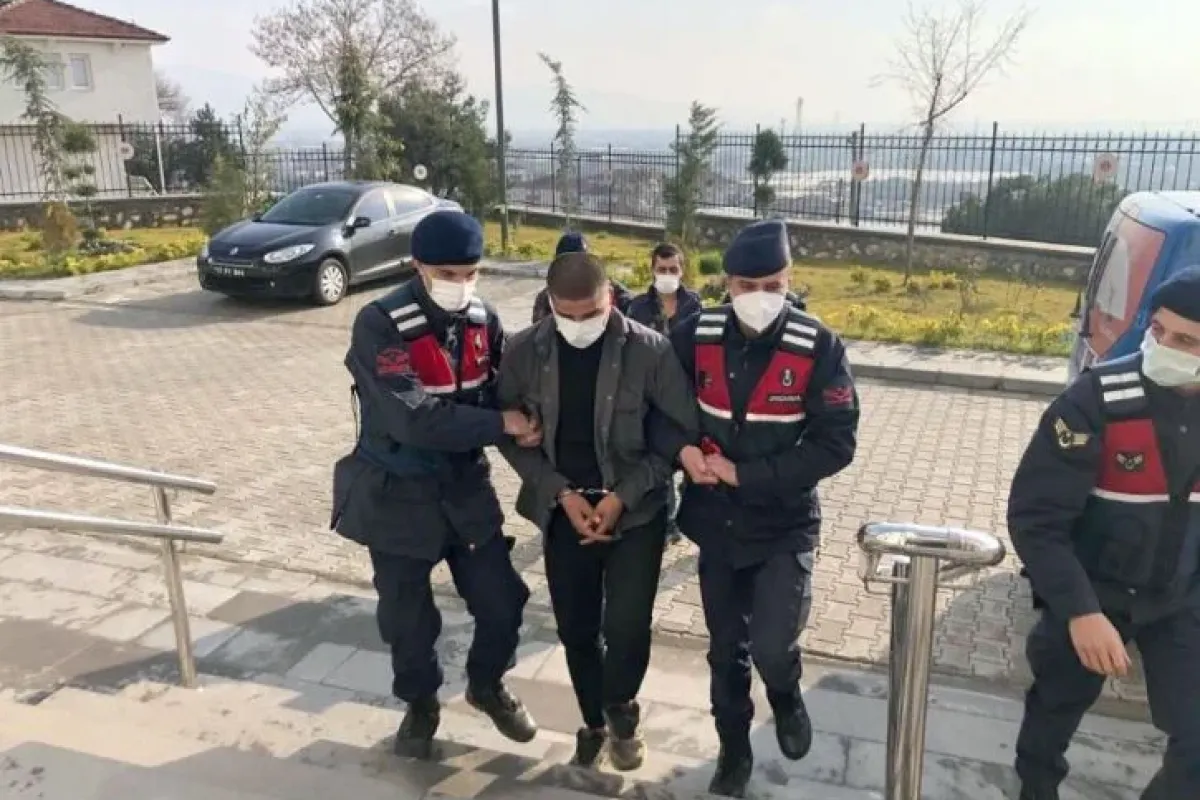 4 kamyonet zeytin fidanını çaldılar, jandarmadan kaçamadılar