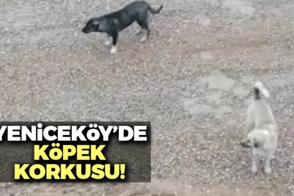 Yeniceköy'de köpek korkusu!