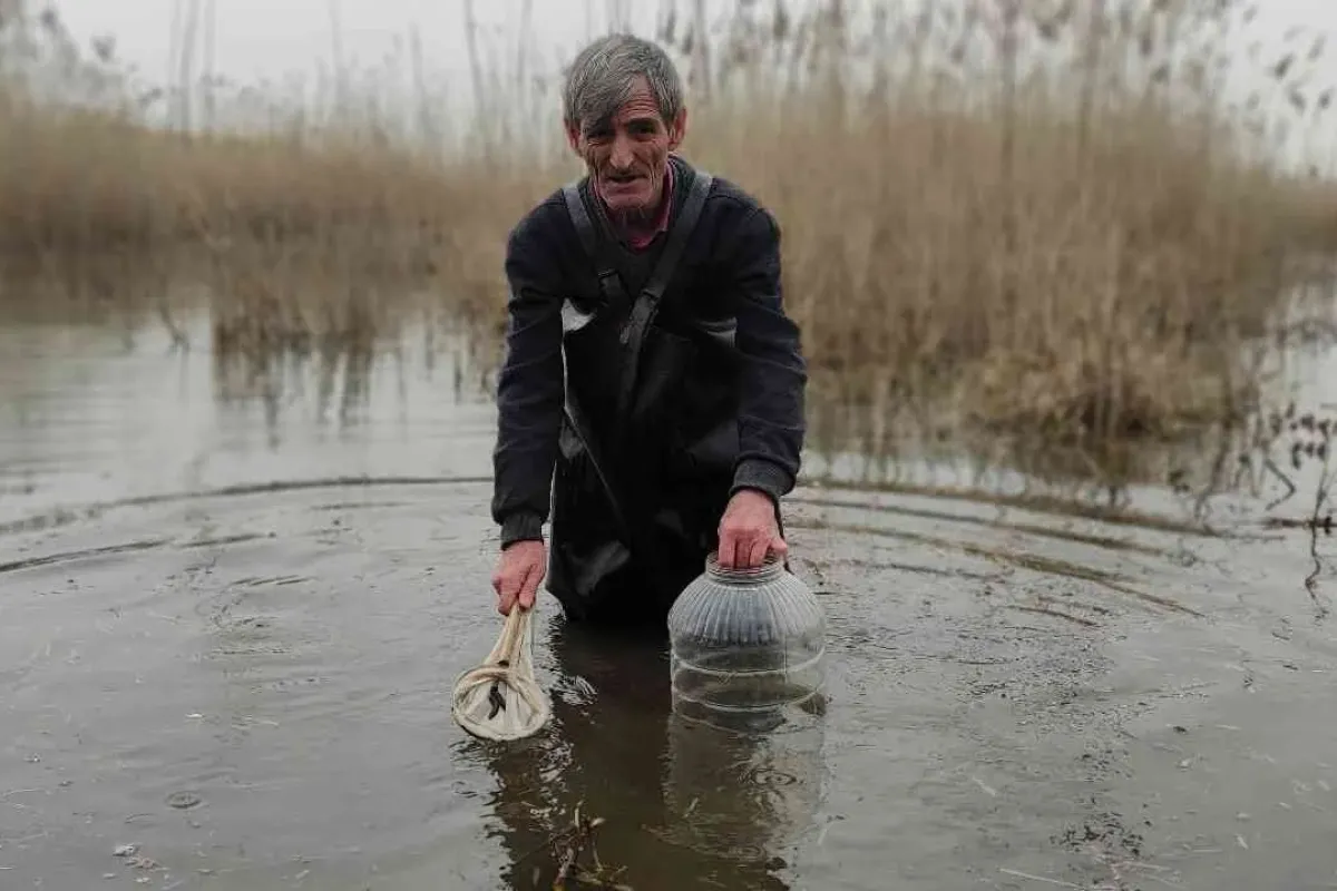 Şifalı sülük avcısı buz gibi suyun içinde saatlerce sülük arıyor