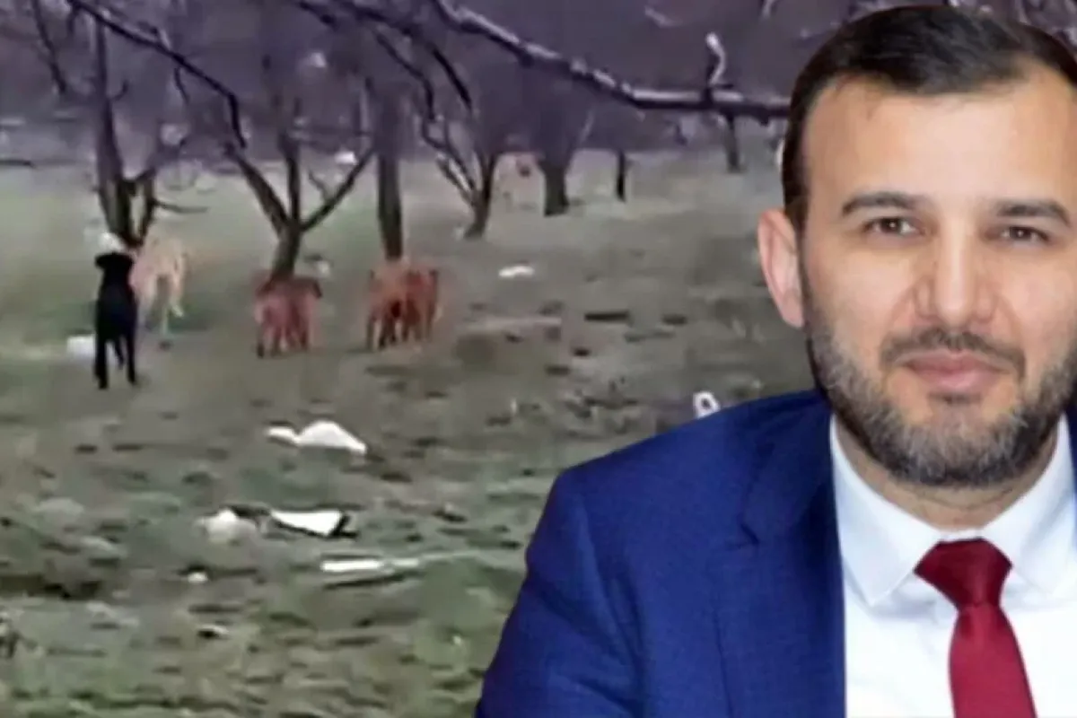Eroğlu; Sokak köpekleri için acele çalışma yapılması gerekiyor