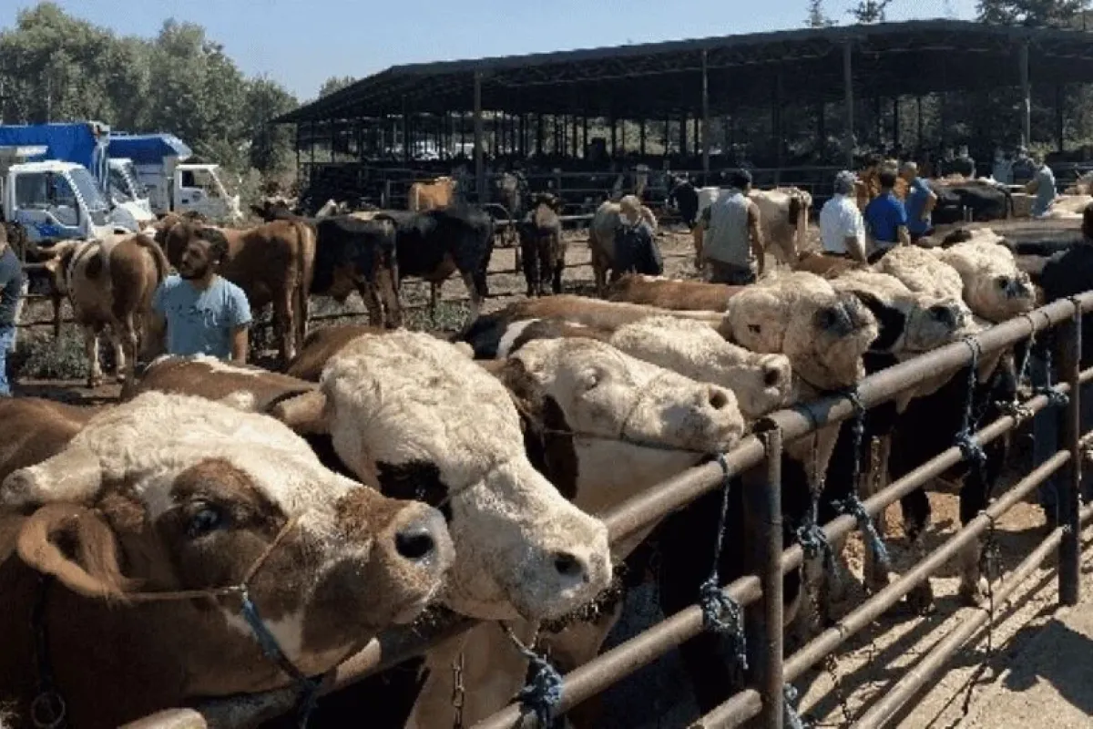 Hastalık hızla yayılıyor! Bakandan açıklama geldi