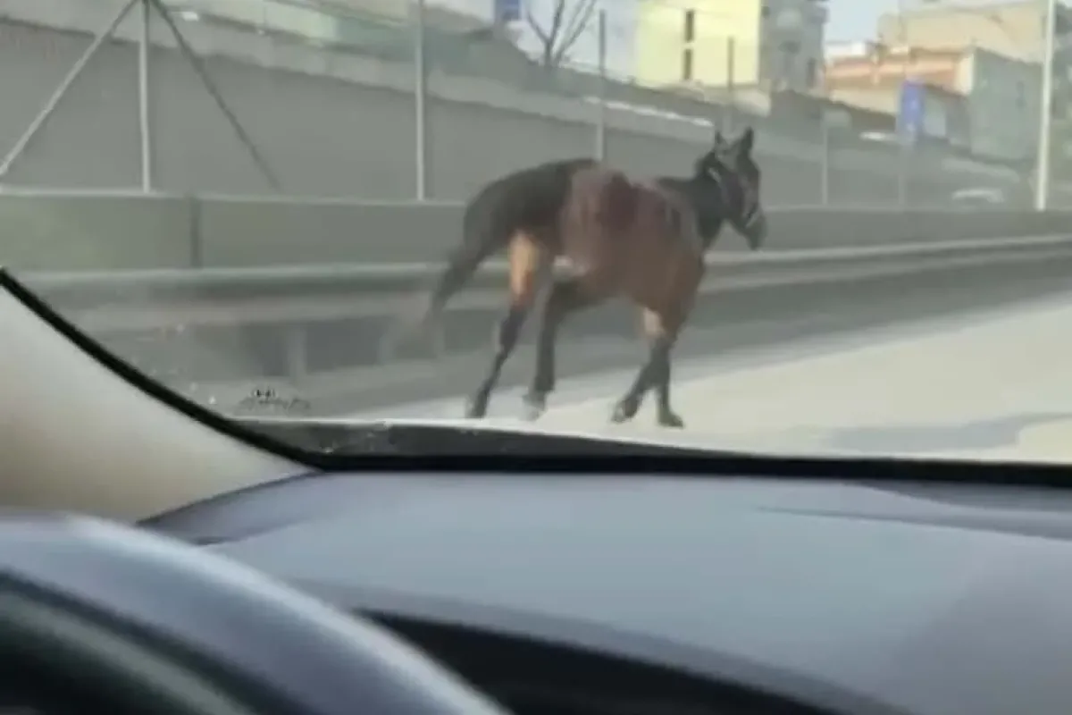 Başıboş atlar trafiği tehlikeye sokuyor