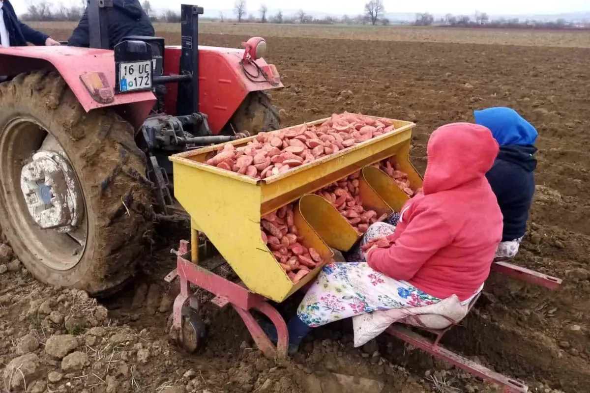 İnegöl'de patates ekimi 3 kat arttı