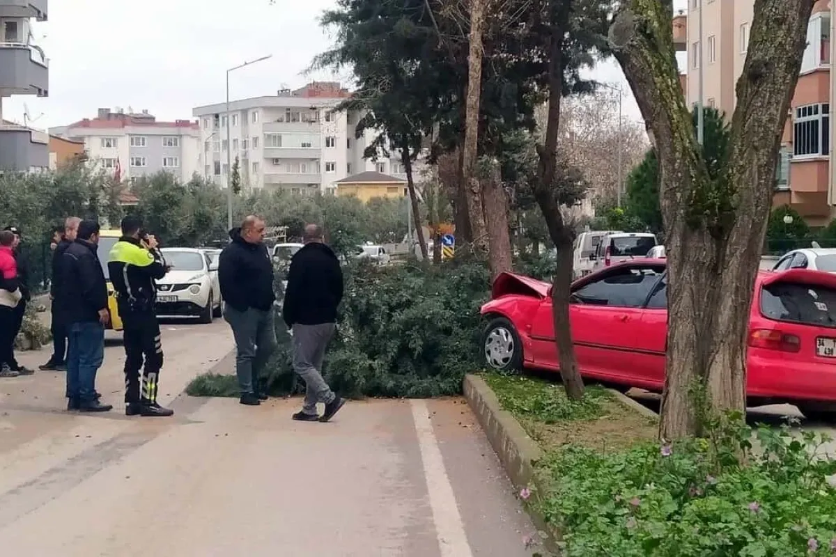Alkollü sürücü ağacı devirerek durabildi