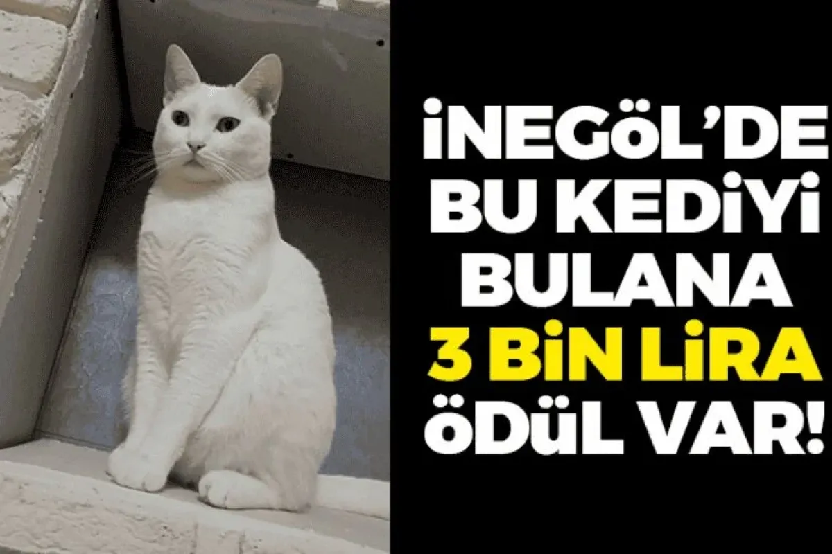 İnegöl'de bu kediyi bulana 3 bin lira ödül var