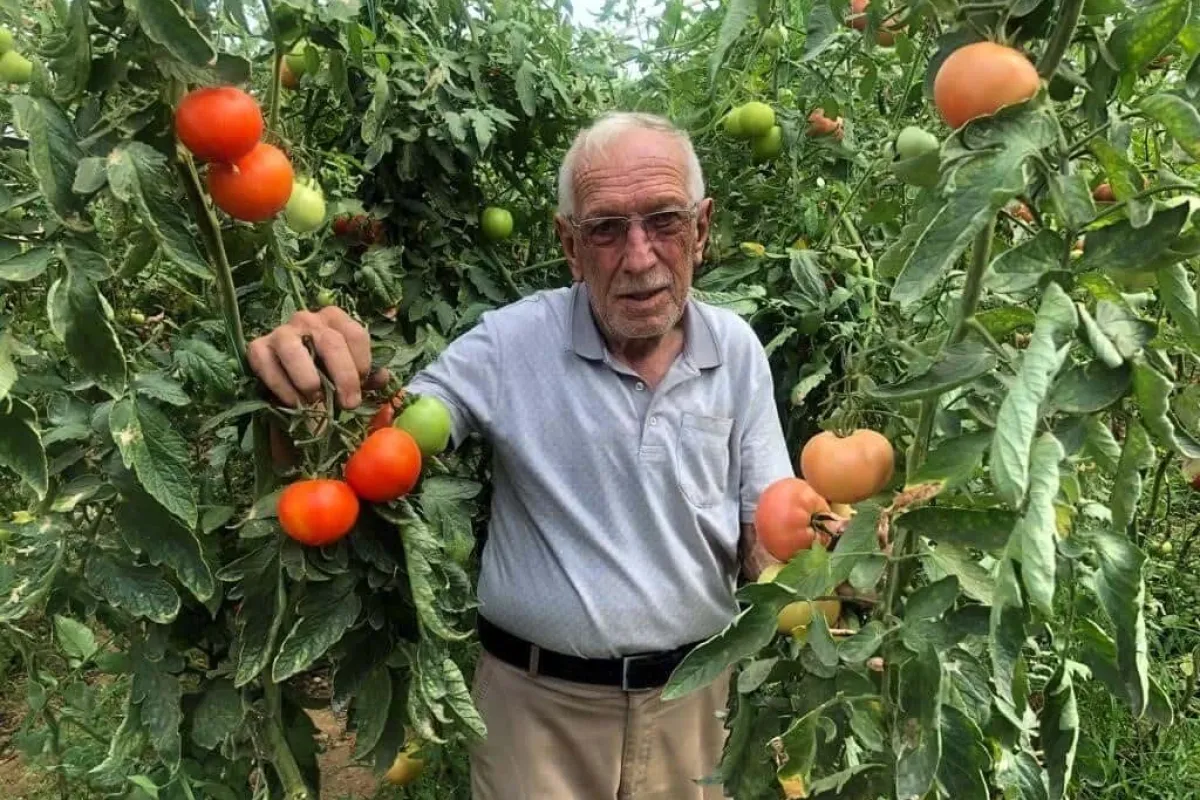 Seracılık üreticinin yüzünü güldürüyor